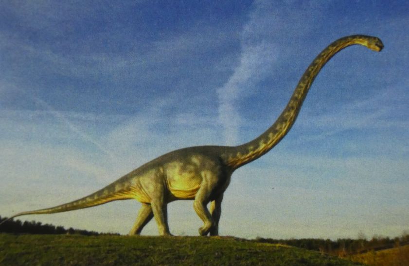 Dinosaur bone